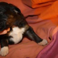 Pimpelle femelle noir tri (3)