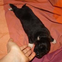 Pimpelle femelle noir tri (4)