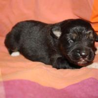 Pimpelle femelle noir tri (5)