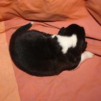 Pirouette femelle noir bi ql (4)