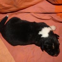 Pirouette femelle noir bi ql (5)