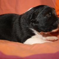 Pirouette femelle noir bi ql (6)