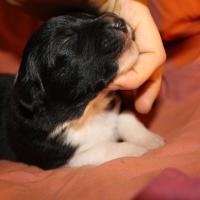 Pirouette femelle noir bi ql (7)