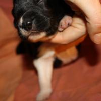 Pirouette femelle noir bi ql (8)