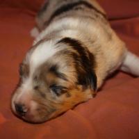 Praline femelle bleue QC (1)