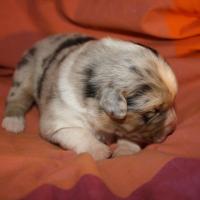 Praline femelle bleue QC (2)