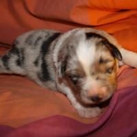 Praline femelle bleue QC (3)