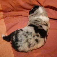 Praline femelle bleue QC (5)