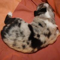 Praline femelle bleue QC (6)