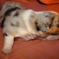 Praline femelle bleue QC (9)