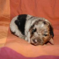 Précieuse femelle Bleu QL(3)