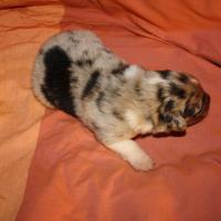 Précieuse femelle Bleu QL(4)