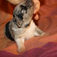 Précieuse femelle Bleu QL(5)