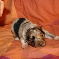 Précieuse femelle Bleu QL(6)