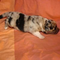 Précieuse femelle Bleu QL(7)