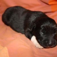 Princesse femelle noir bi QC (1)