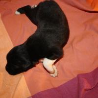 Princesse femelle noir bi QC (2)