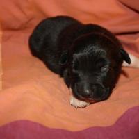 Princesse femelle noir bi QC (6)